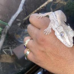 Male Gargoyle Gecko Super Pastel for Sale in Cleveland, oh