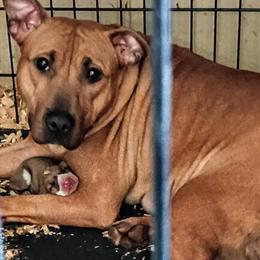 American Bully Puppy from Fiyah x Cherokee Litter in New York, ny