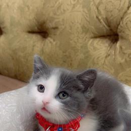 Beautiful Kittens Available in Dearborn Heights, mi