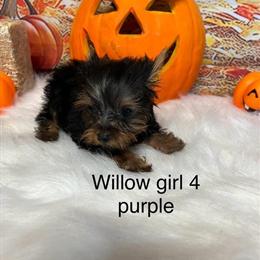 Yorkshire Terrier Puppies - 1 Female Left in Sheridan, mi