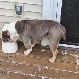 Olde English Bulldogge Puppies Coming Soon - Health Tested Parents in Warren, mi