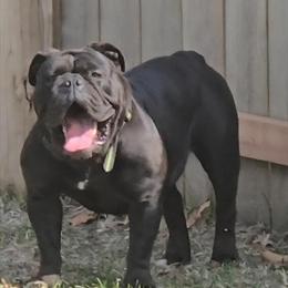 Olde English Bulldogge Puppies Coming Soon - Health Tested Parents in Warren, mi