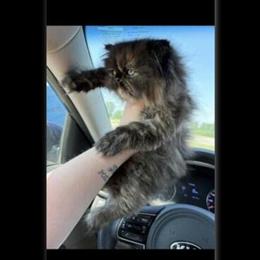 Female Persian Cat for Adoption in Fenton, mi