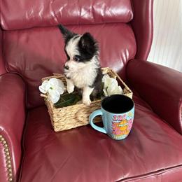 Chihuahua Puppy - Male, 12 Weeks Old with First Shot in North Wilkesboro, nc