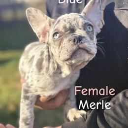 Puppies Ready to Go in Fort Wayne, in