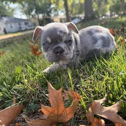 French Bulldog Puppies Ready by Thanksgiving in Fort Wayne, in