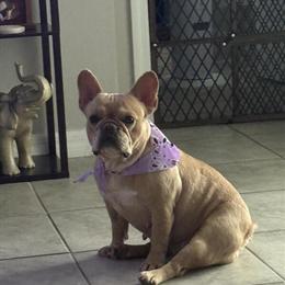3-Year-Old Female Fawn French Bulldog for Adoption in Minneola, fl