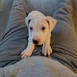 Dogo Female Puppies Available in Durham, nc