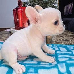 Beautiful Male French Bulldog Ready for Adoption in Chiefland, fl