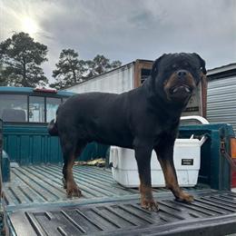 Rottweiler Stud - 2 Years Old with Excellent Temperament in Smithfield, nc