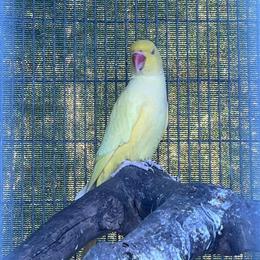 Male Ringneck Available, May Trade for Female in Miami, fl