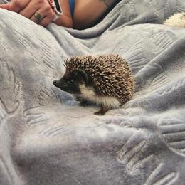 Red Kangaroo and Other Exotic Pets Available in Texas in New Braunfels, tx