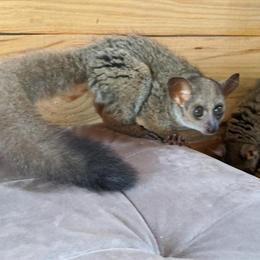 Baby Bushbaby Available - Hand Raised and Socialized in New Braunfels, tx