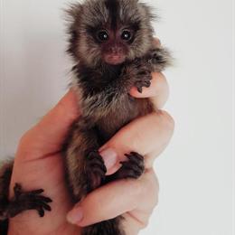 Marmoset Monkeys for Sale from Licensed Breeder in New Braunfels, tx