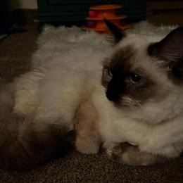 Ragdoll Kittens Available - Blue Point and Mitted Seal Point in Lancaster, pa