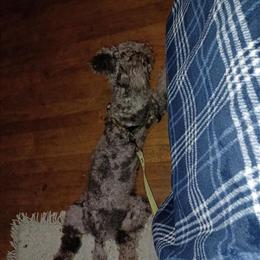 Miniature Poodle Male Ready for Stud in North Augusta, sc