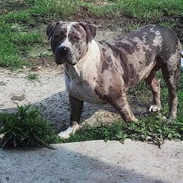 Looking for an American Bully Stud for Breeding in Portsmouth, va