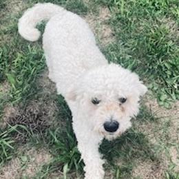 Goldendoodle puppies ready for new homes in Lansing, mi