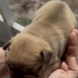 Female French Bulldog Ready to Go in Tampa, fl