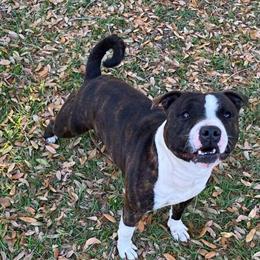 Staffordshire Bull Terrier Male Available for Breeding in Port Saint Lucie, fl