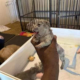 Beautiful French Bulldog Puppies Available in Vista, ca