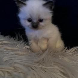 Female Ragdoll Kitten Georgia - Ready for a Loving Home in Lancaster, pa