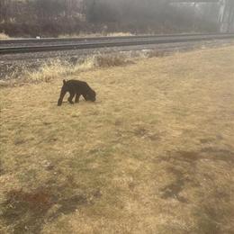 Rehoming a Sweet Male Pup, 2 Years Old in Norfolk, va