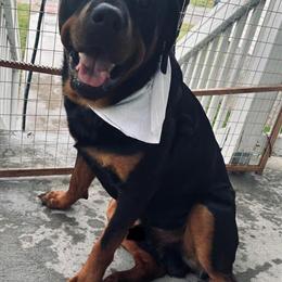 Rottweiler Stud Available - 2 Years Old, AKC Registered in Berea, ky