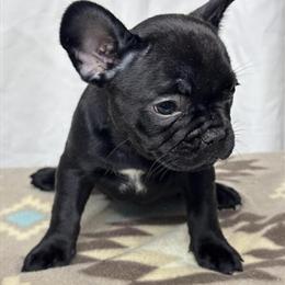 French Bulldog Puppies Available in Burlington, nc