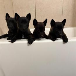 Belgian Malinois Puppies in Jacksonville, fl