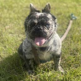 French Bulldog Stud - Fluffy Blue Merle Available in Burlington, nc