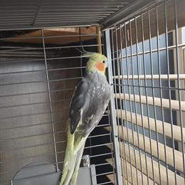 Cockatiel for Adoption in Harrisburg, pa