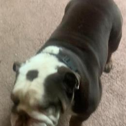 Chocolate English Bulldog Stud AKC in Kenosha, wi