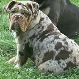 Chocolate Merle Tri 1 Year Old Stud in Kenosha, wi