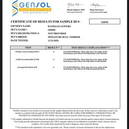 Mini Bull Terrier Stud Available in Wauchula, fl