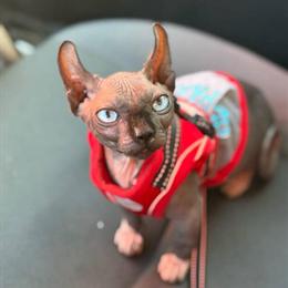Male Sphynx and Female Elf Kittens with Proven Eye Gene and Blue Eyes in Riverview, fl