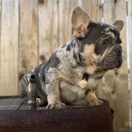 French Bulldog Puppy for Sale in Los Angeles, ca