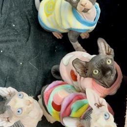 Sphynx Kittens Available from Imported Parents in Riverview, fl