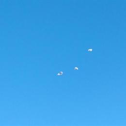 Sheffield Pigeons for Sale - Imported from England in Calabasas, ca