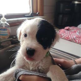 Saint Bernard Puppies Available in Sidney, oh