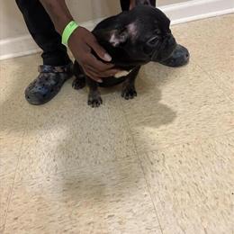 Male French Bulldog Champion Fluffy Carrier in Fayetteville, nc