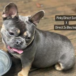 Fluffy Carrier Stud Service Available for Breeding in Fayetteville, nc