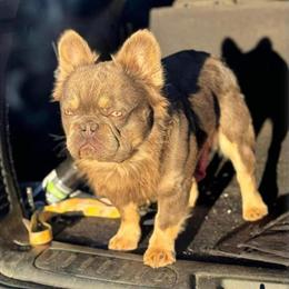 French Bulldog Stud Service Available in Fayetteville, nc