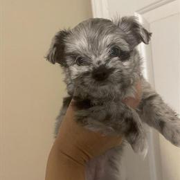 Merle Chihuahua Available for Stud Service in Raleigh, nc