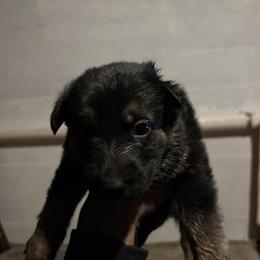 German Shepherd Puppies Available January 12, 2026 in Louisville, ky
