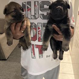 German Shepherd Puppies in Louisville, ky