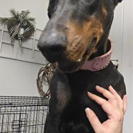 Doberman Pups Available in Portland, mi