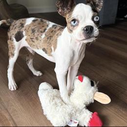 Boston Terrier Free to Good Home in Taylor, pa