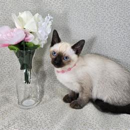 Siamese Kittens Ready in Illinois - Seal Point in Carthage, il