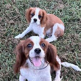 Cavalier King Charles Puppies Ready for New Homes in Charlotte, nc